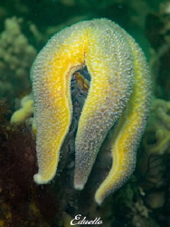 Gewone Zeester, asterias rubens. Awesome starfish by Eduard Bello 